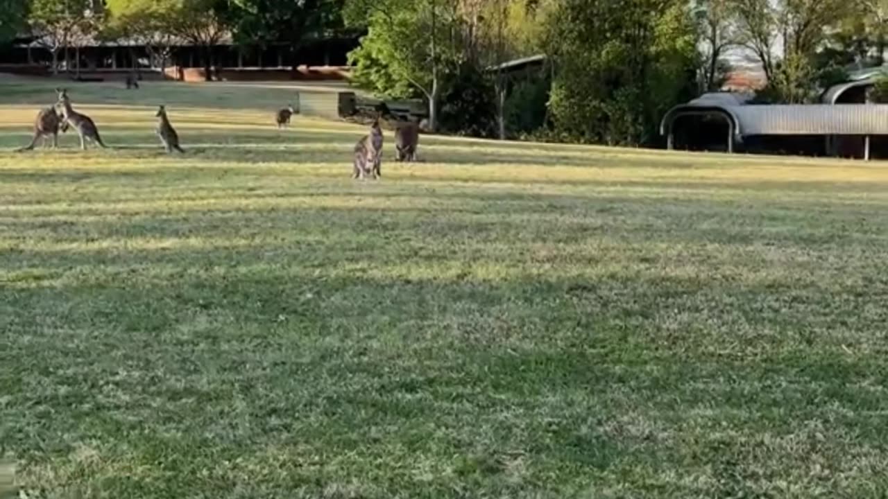 Mob of kangaroos in Australia