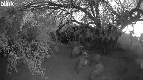 The Javilenes found the pumpkins