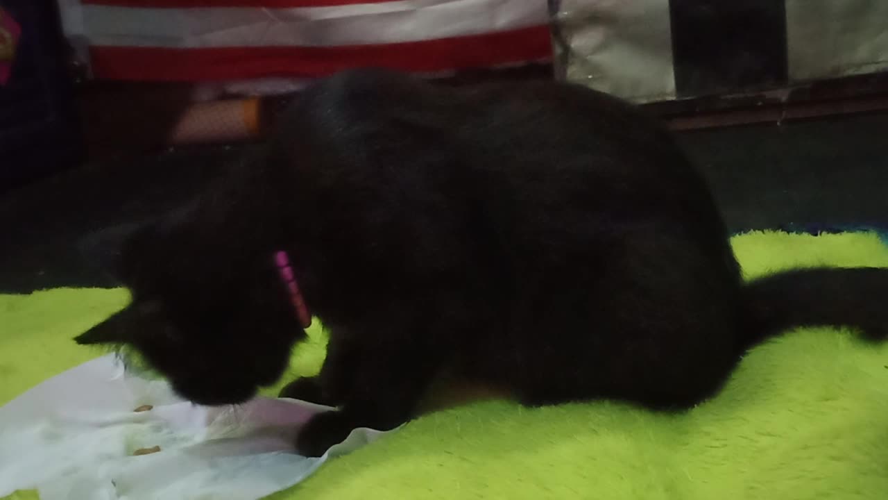 introduction, my name is Blacky