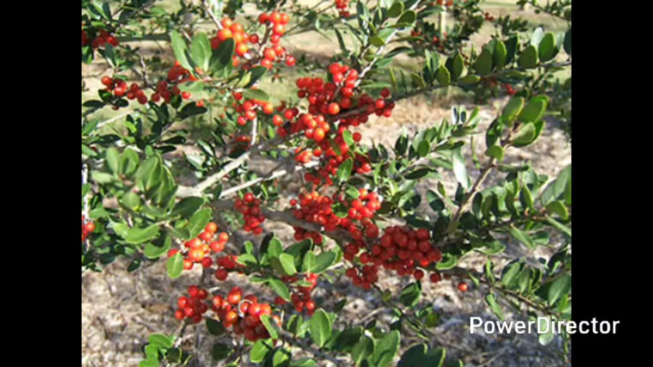 yaupon holly