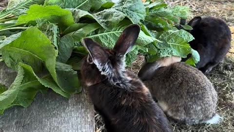 kaninbebisar som gör dig glad direkt