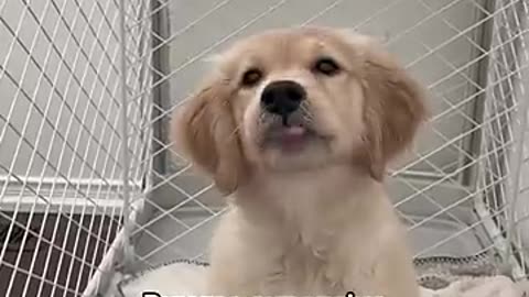 #cute dog