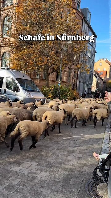 🐑About 600 sheep passed through the center of Nuremberg