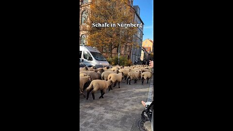 🐑About 600 sheep passed through the center of Nuremberg