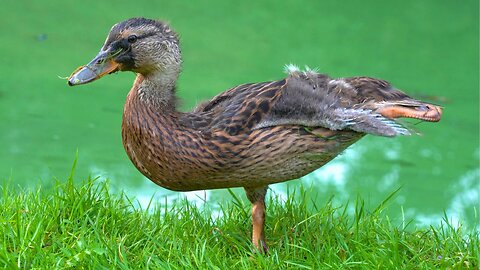 Just Little More of the 2 Mallard Duck Ducklings