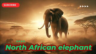 The North African Elephant: Carthage’s Lost War Beast | Ancient History Documentary