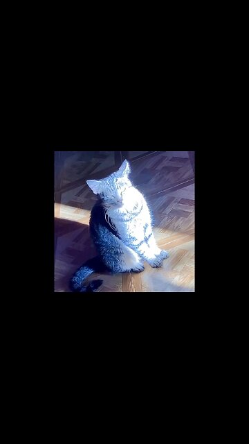 Cat 🐈‍⬛ in the sunlight