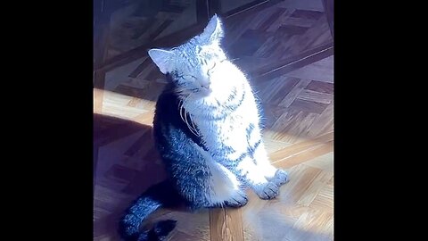 Cat 🐈‍⬛ in the sunlight