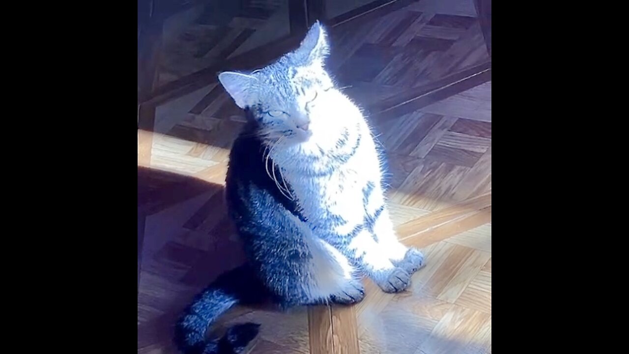 Cat 🐈‍⬛ in the sunlight