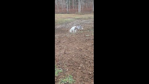 Brother Shorthorn Plus Steer Calves With Strong Genetics