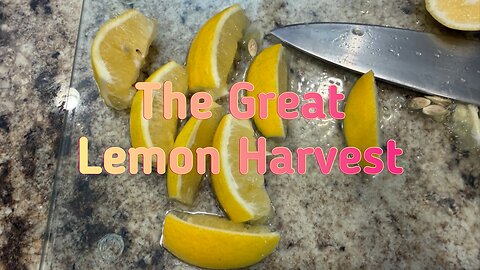 The Great Lemon Harvest