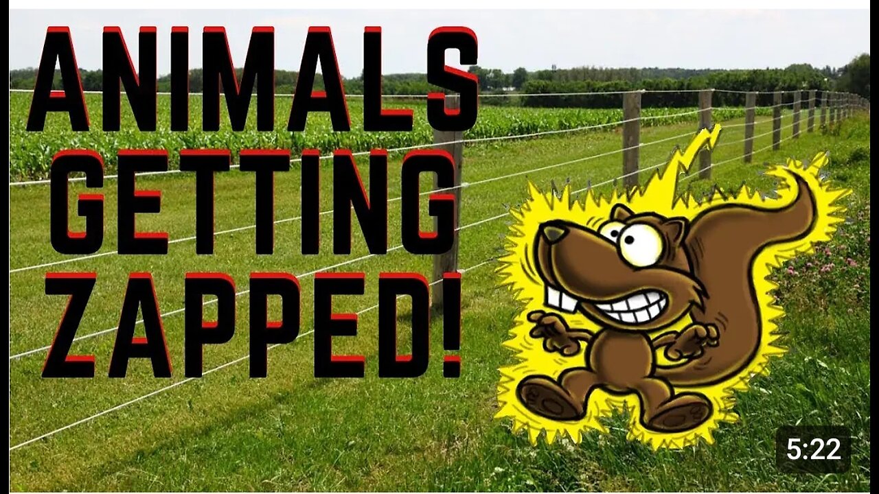 Animals Getting Shocked with Funny Sound Effects!!🤣🤣🤣🤣😆😆👍