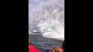 Too close an encounter with a whale