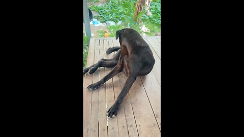 My Loyal Black Dog Taking a Peaceful Rest 🐾