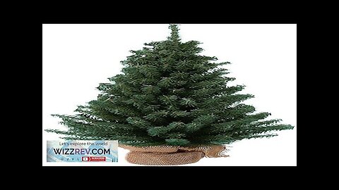 Kurt Adler 12 Miniature Pine Tree Review