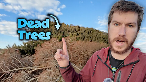 Dealing With Our Christmas Tree Graveyard
