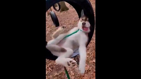 Dog Antics... makes us laugh