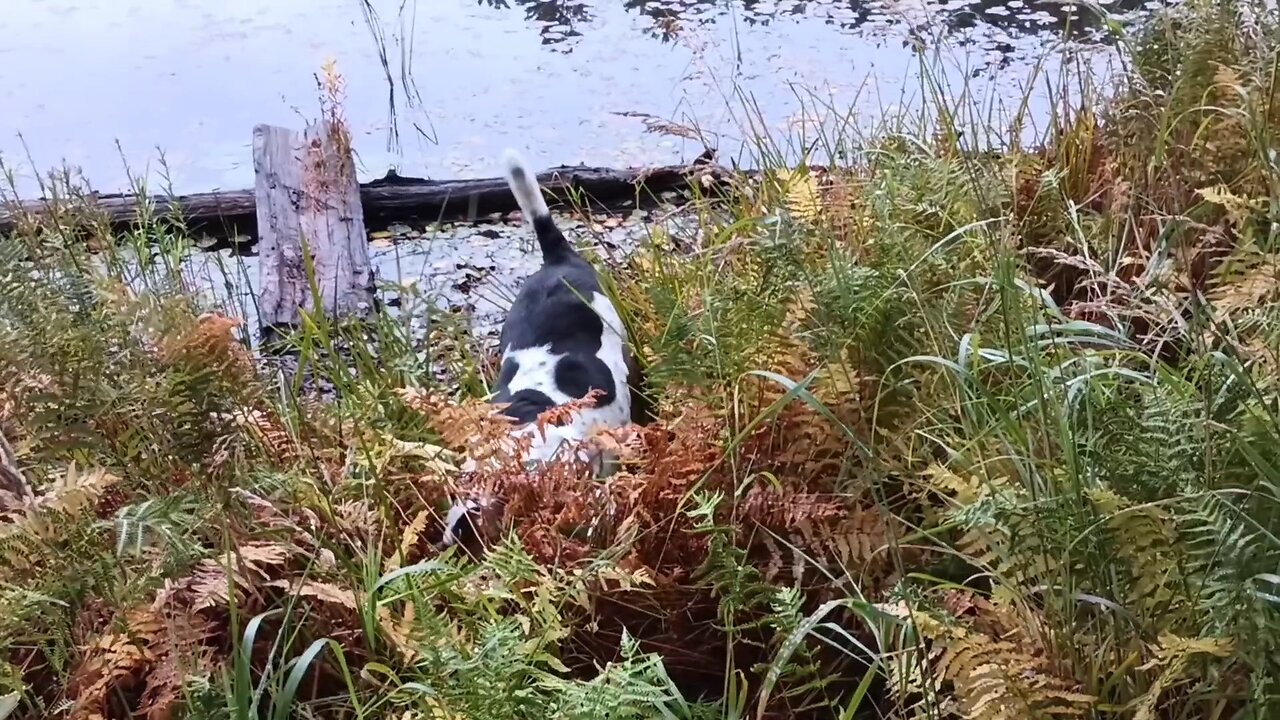 Bandit