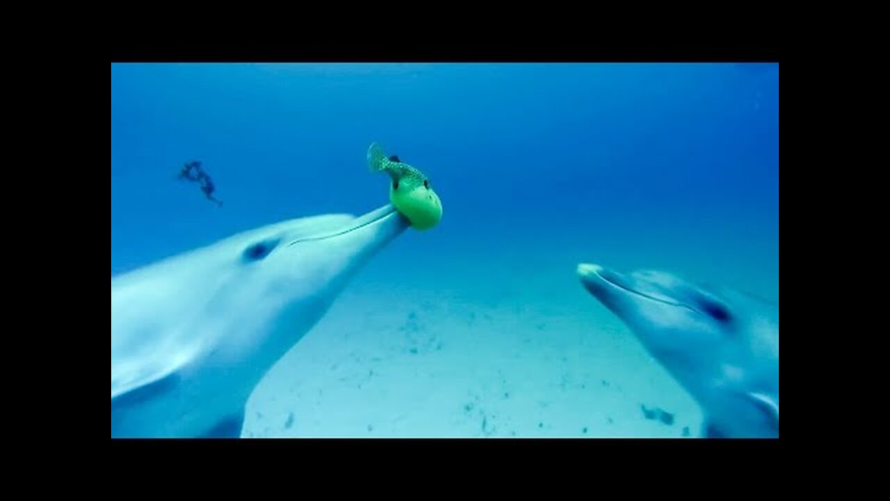 Dolphins Play Catch with a Pufferfish
