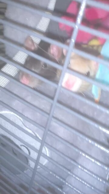 Adorable Fancy Rats Happily Poke Their Heads Out Of Their Hammcok