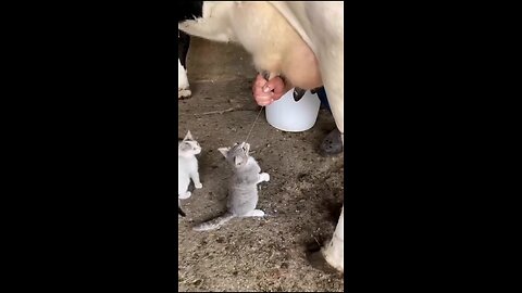 Bro Enjoying Fresh Raw Milk| Animals are Funny and Cute 🥰😀