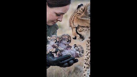 Triumph After a Difficult Birth The Mother Cheetah Reunites with Her Cubs