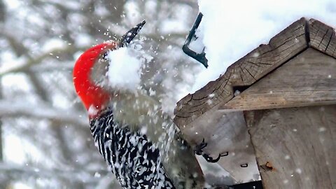 Red-bellied woodpecker