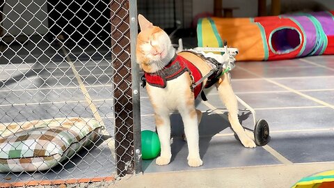 The morning Fresh | Tony wants to go into the Tunnel and hide from the kittens annoyance