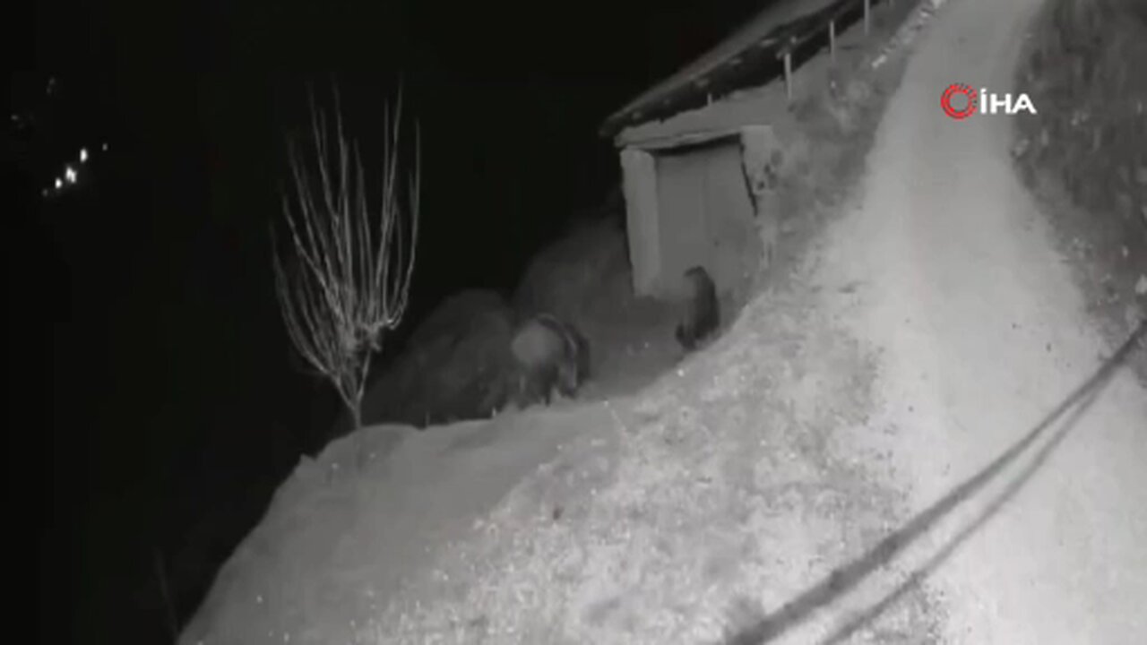 Elazığ’da yiyecek arayan domuz sürüsü köye indi