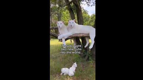 A Beautiful White Mountain Lion Family