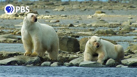 Polar Bears Hunt Beluga Whales