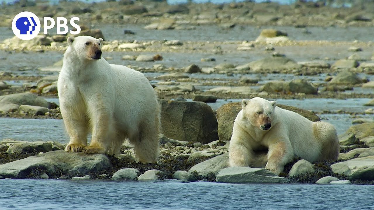 Polar Bears Hunt Beluga Whales