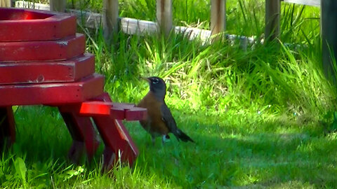 IECV NV #773 - American Robin And Some House Sparrows 3-30-2019
