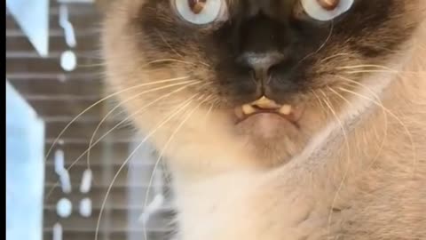 Funny 😺 CAT WAS CAUGHT BY SURPRISE