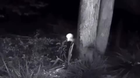 👹🧿 Skinwalker Caught on Camera | TheHauntingHour