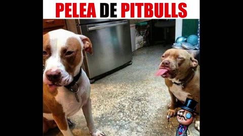 Mis Perros Se Pelearon!