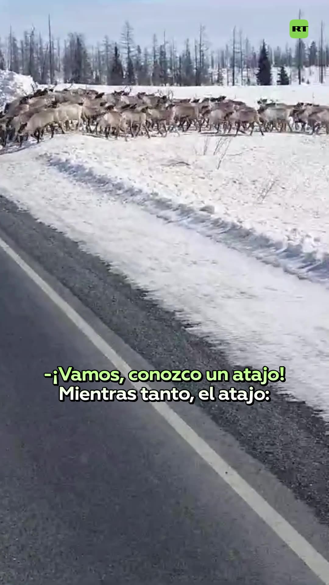 Enorme manada de renos bloquea una carretera en Rusia