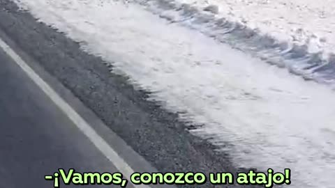 Enorme manada de renos bloquea una carretera en Rusia