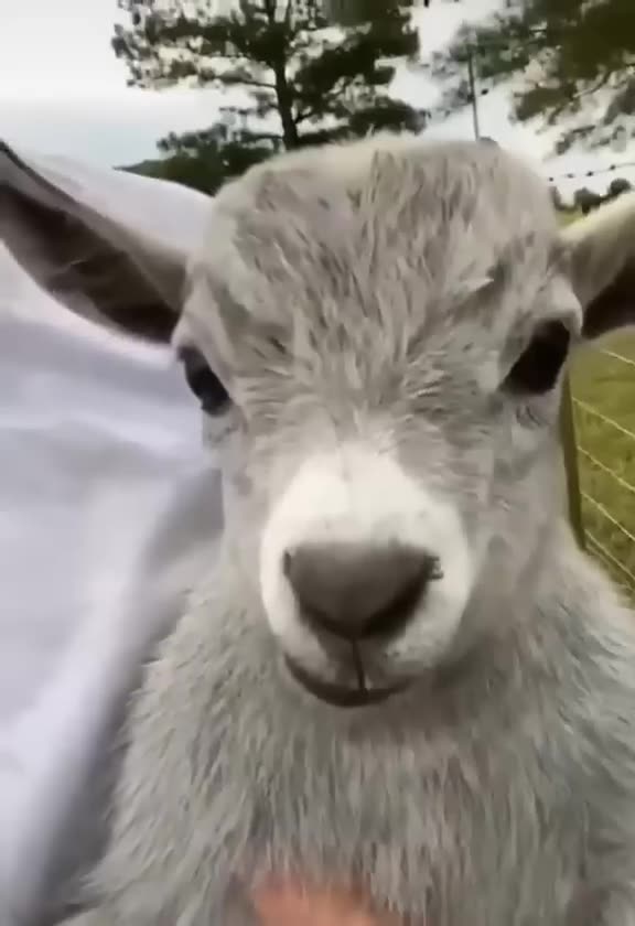 Funny Animals video 01