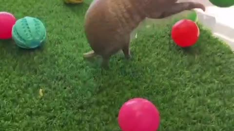 Are Armadillos Cute?