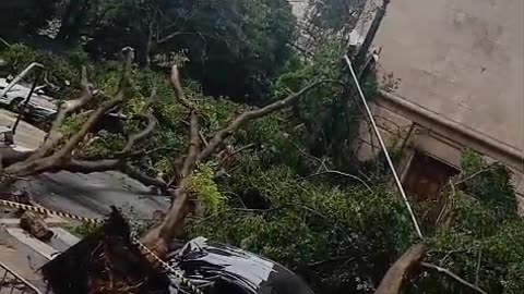 Multiple Cars Crushed by Trees in Downtown Sao Paulo
