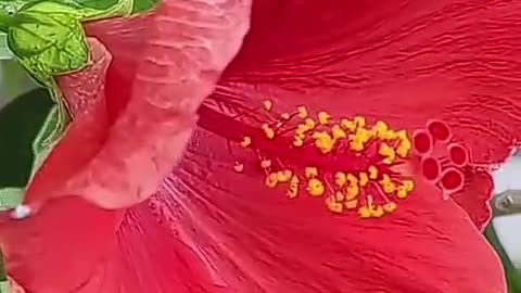 OLTEA HOZAN -ÎN CANDELĂ UNDELEMN S-AVEM- #poezie #editor Valentin Trif #creștinism #poem #live