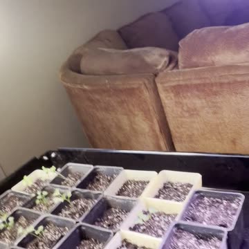 Gratitude: Plants Garden