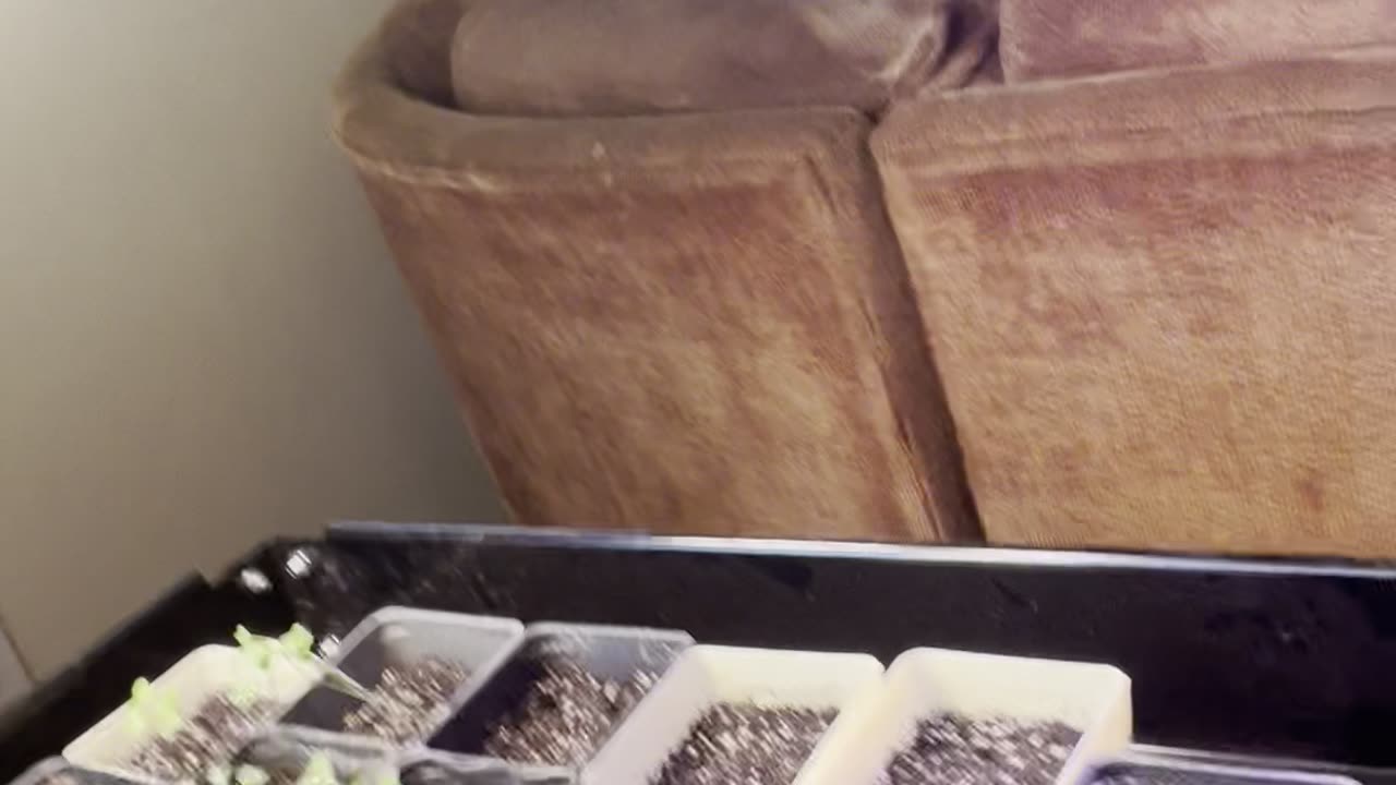 Gratitude: Plants Garden