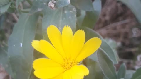 Bright calendula