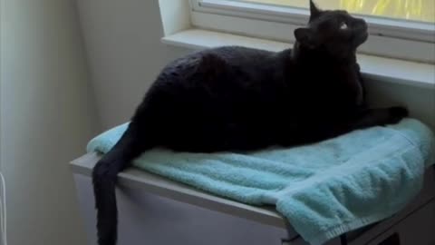 Cute Precious Piper is a Happy Girl in Her Spa - My Adopted Shelter Cat Vlog
