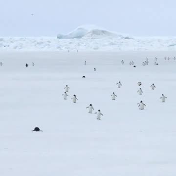 March of the penguins at 5X speed 😍