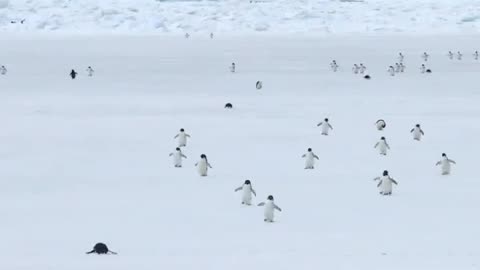 March of the penguins at 5X speed 😍