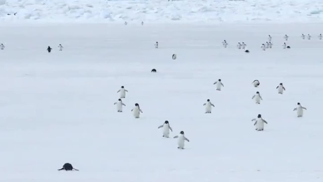 March of the penguins at 5X speed 😍