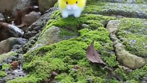 حيوانات اليفه